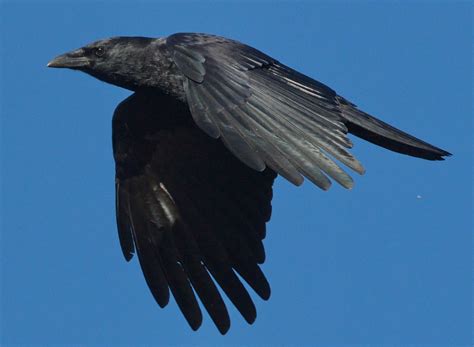 American Crow | San Diego Bird Spot