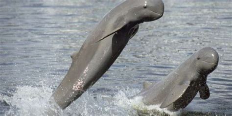 Besides Satapada, Irrawaddy Dolphins sighted in new areas of Chilika lake - OrissaPOST