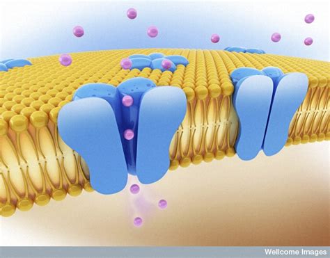 Chapter 3: Movement Through the Cell Membrane Tutorial | Sophia Learning