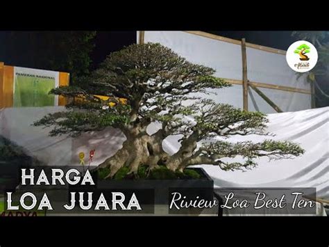 Bonsai Loa Juara Bonsai Tree Youtube