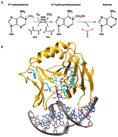 Molecules | Special Issue : Structure and Function of Metalloenzymes