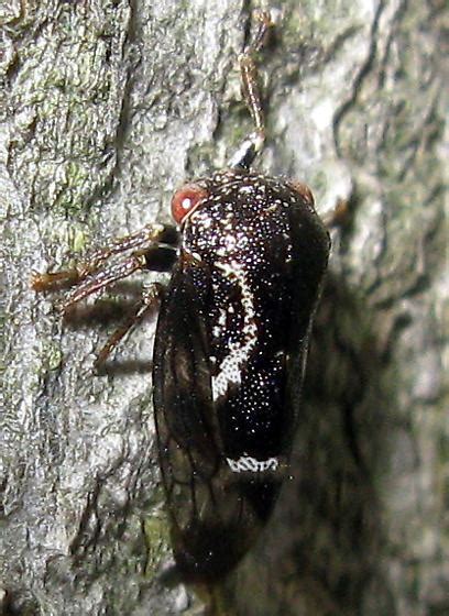 Treehopper Ophiderma Salamandra Bugguide Net