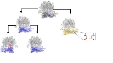 Conformational Ensemble