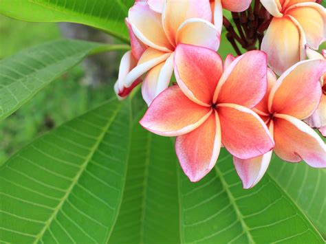 12 Common Plants In Bali Guide To Traditional Balinese Flowers