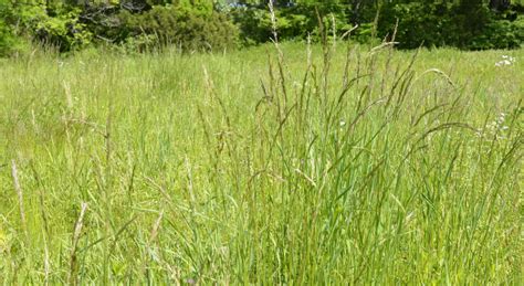 Identifying Tall Fescue Grasses At A Glance Illinois Extension Uiuc