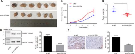 Xenograft Tumor Growth In Nude Mice In Vivo Is Inhibited By The