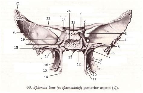 Os Sphenoidale Flashcards Quizlet