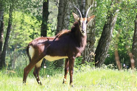 Young Sable Antelope