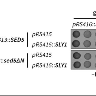 The N Peptide Of Sed5 Is Essential For Viability A Diagram Showing