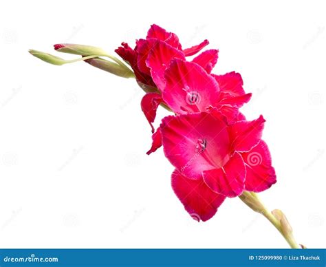 Beautiful Bright Pink Gladiolus Flower Isolated Stock Photo - Image of ...