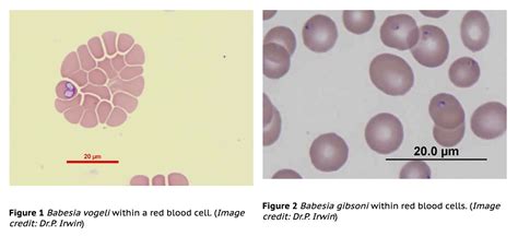 Haemobartonella Canis