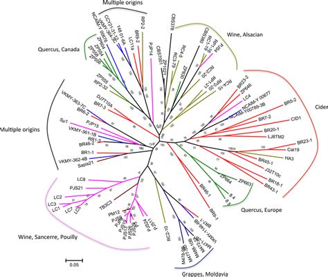 Dendrogram Built Using Bruvo S Distance And Neighbor Joining