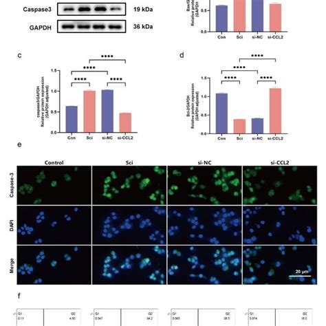 A Western Blot Bands Of Apoptosis Related Marker Proteins Bax Bcl 2