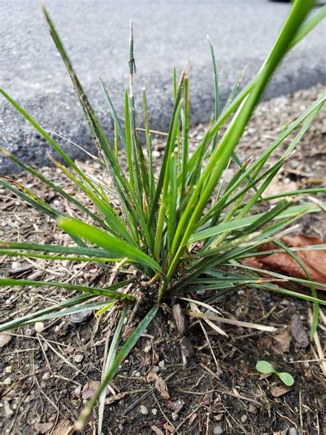 Juncus Squarrosus L Heath Rush World Flora Pl Ntnet Identify