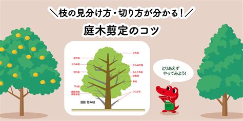 庭木剪定のコツ【枝の見分け方・切り方】 切るを楽しむ アルスコーポレーション株式会社