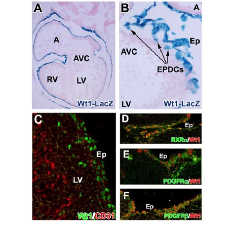 Mouse Embryonic Epicardial Cells Express Ra Related Receptors Download Scientific Diagram