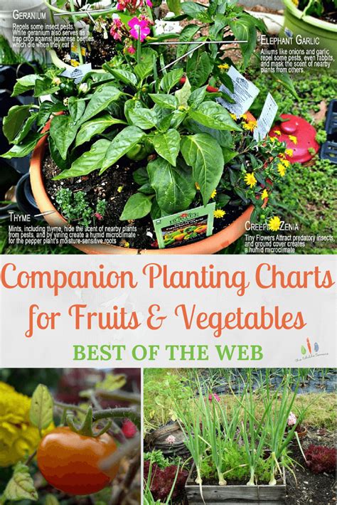 Companion Planting Charts For Vegetables And Fruit Companion Planting