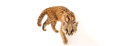 Joel Sartore Photographs The 10000th Species In The National