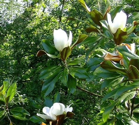 Magnolio Grandinflora Rbol Ornamental Viveromahuida