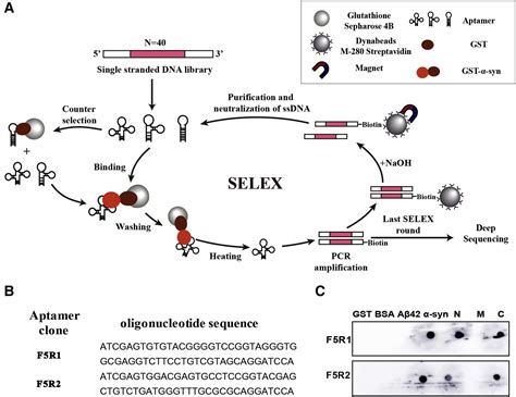 Novel Dna Aptamers For Parkinsons Disease Treatment Inhibit α