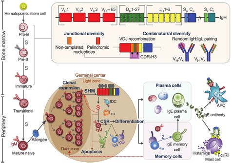 Development Of The Ige B Cell Repertoire Top Left The Primary