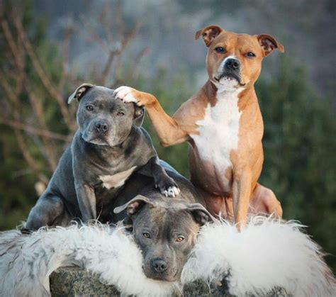 Pin By Sukha Gunness On Pitbulls American Bully Terrier