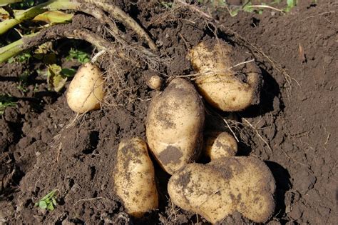 What Is The Difference Between Bulbs Corms Tubers And Rhizomes Pediaa