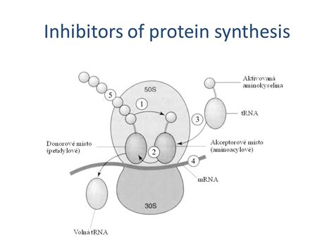 Inhibitors of protein synthesis antibiotics