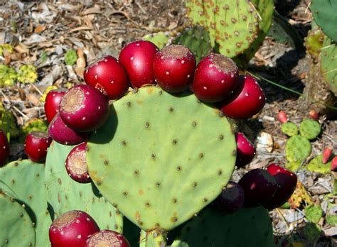 Free photo: Cactus, Prickly Pear, Thorny - Free Image on Pixabay - 58415