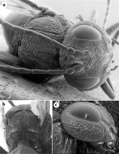 Figuras Al Microscopio Electrónico Ambiental De Barrido De Melikaiella Download Scientific