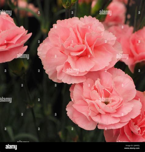 Dianthus Caryophyllus Hi Res Stock Photography And Images Alamy