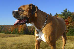 Boxer Breed Types |German, American and UK Boxer Dog