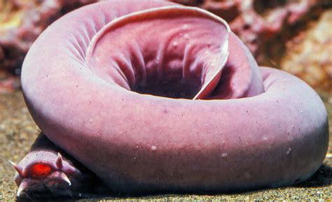 Hagfish Archives Critter Science