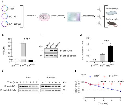 Ectopic Expression Of Non Enzymatic Ido1 In B16 Melanoma Cell Line A