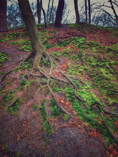 Naked Beech Stock Photos Free Royalty Free Stock Photos From