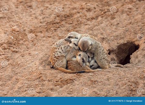 Group of Meerkats Hugging while Sleeping Stock Image - Image of ...