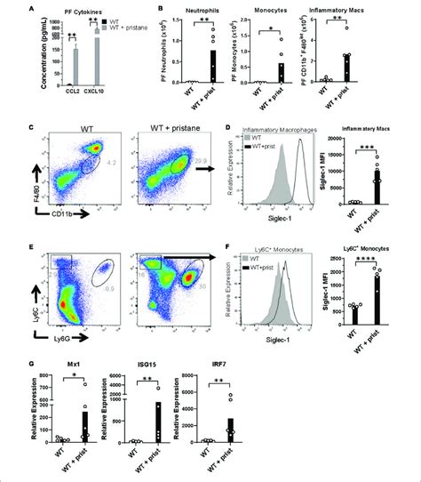 Inflammatory Cells In Peritoneal Fluid Express Isgs At The Time Of