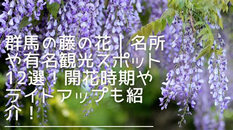 【2023】群馬の藤の花｜名所や有名観光スポット12選！開花時期やライトアップも紹介！ おーる群馬