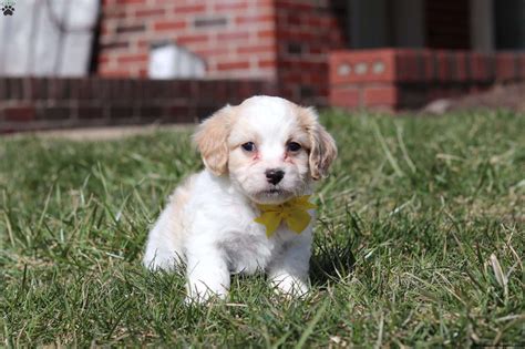 Cavachon Puppies For Sale | Greenfield Puppies