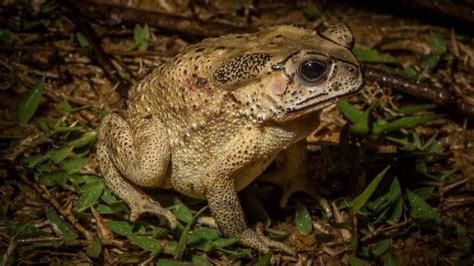 Sapo Transmite Doença Para Humanos - Invasão de sapos venenosos desafia ecologistas em ilha africana - BBC ...