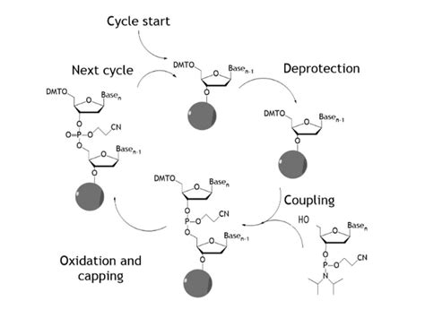 Towards The Enzymatic Synthesis Of Oligonucleotides Part I