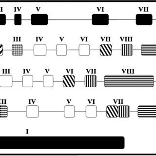 Schematic Representation Of 14C Spd And 14C Spm Oxidation Through A