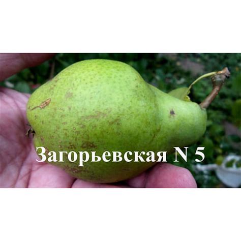 Купить Груша"Загорьевская №5" Садоград 2хлетние саженцы — интернет ...