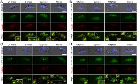 Subcellular localization of γ tubulin and its associated proteins in