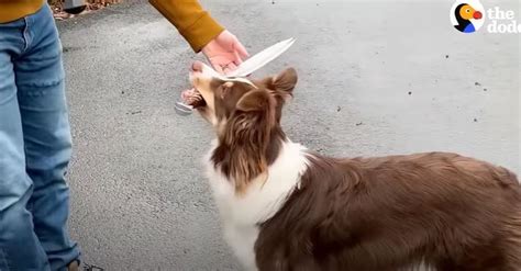 Brilliant Dog Unexpectedly Develops a Sword-Fighting Hobby | FamilyPet