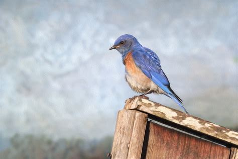 Western Bluebird On Nest Box Rlb Flickr