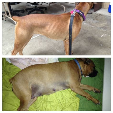 Do These Puppies Make My Ass Look Big Puppies Are Due Tomorrow R Pics