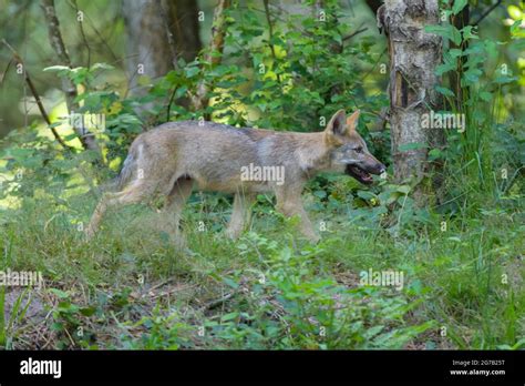 Grey Wolf Forest Cub Hi Res Stock Photography And Images Alamy