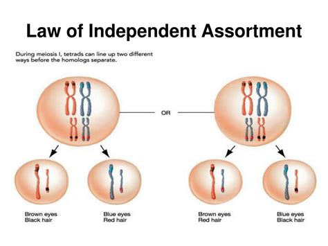 Ppt Meiosis Powerpoint Presentation Free Download Id 2976386