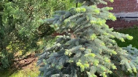 Ель Белобока или Picea pungens Bialobok - YouTube